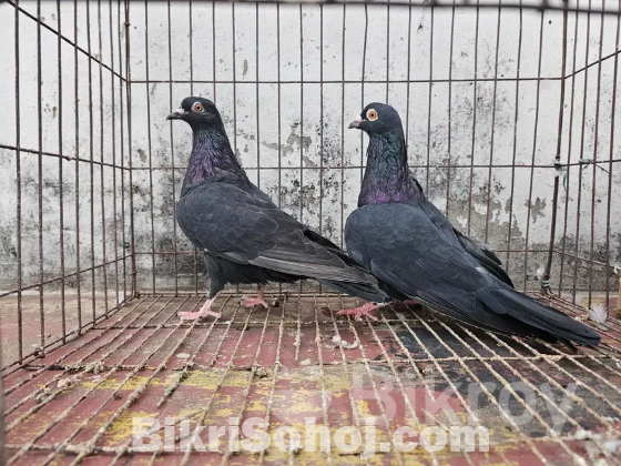 কবুতর